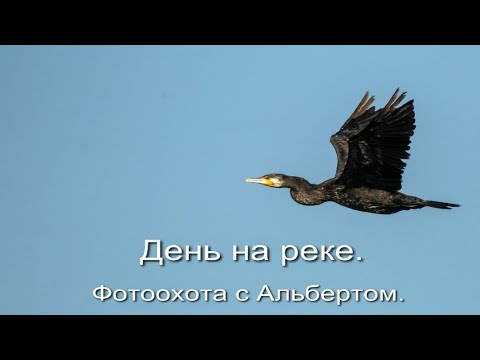 Видео: Фотоохота с Альбертом. День на реке.