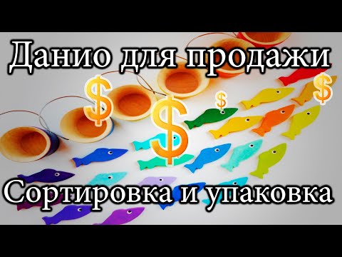 Видео: Данио GLOFISH. Сортировка и упаковка на продажу.