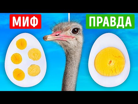 Видео: Викторина фактов: 36 истин... или мифов?