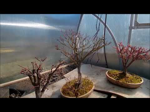Видео: Бонсай деревья в теплице весна 2025 год