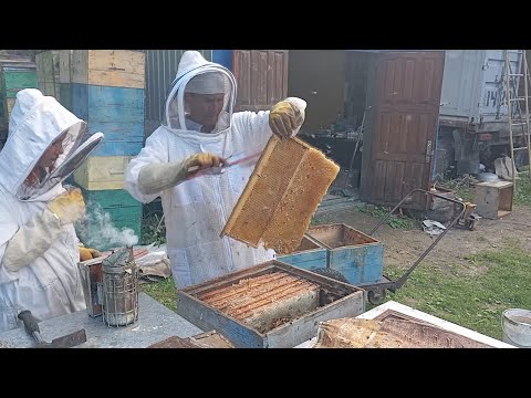 Видео: Пчеловодческий сезон №44 2024г