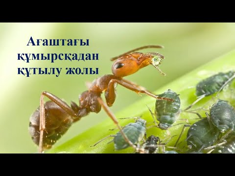 Видео: Ағаштағы құмырсқадан құтылу жолы