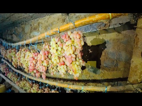 Видео: Вся правда про узбекский Виноград и его хранение.Узбекистан.