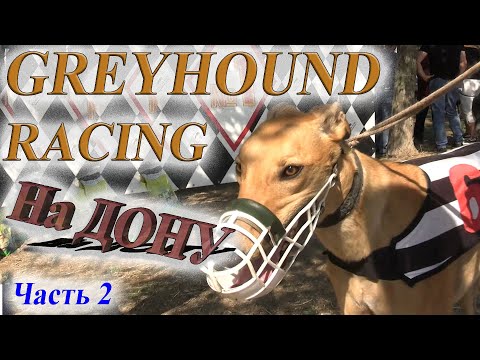 Видео: GREYHOUND RACING НА ДОНУ ч2 22 08 2020