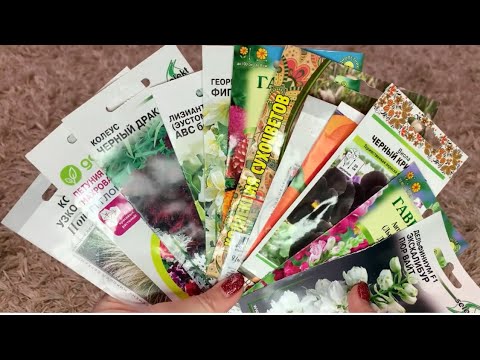 Видео: Картинка и реальность: однолетники из семян 2024г