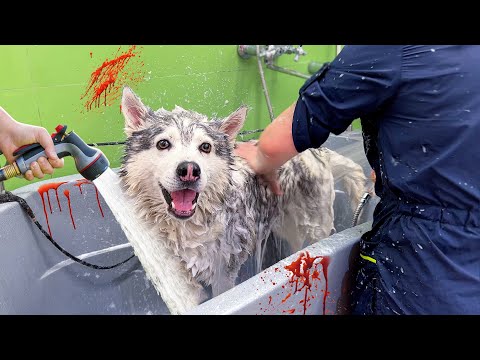 Видео: ИСТЕРИКА У ХАСКИ / Содрали ШЕРСТЬ ЗАЖИВО! Груминг и купание собак