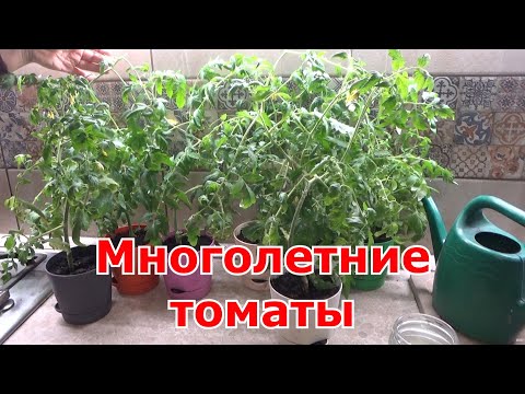 Видео: Весеннее черенкование томатов из укорененных осенью черенков.