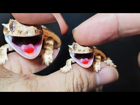 Видео: Почему бананоеды — лучшие домашние рептилии!