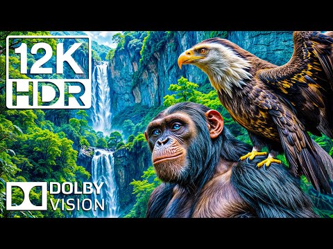Видео: Лучшее из животных в Dolby Vision 12K ULTRA HD HDR 120 кадров в секунду | С кинематографической музы