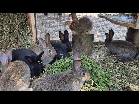 Видео: ОТСАЖИВАЕМ КРОЛЬЧАТ ОТ КРОЛЬЧИХИ🐰СКОЛЬКО САМЦОВ 🐰 СКОЛЬКО САМОК🐰