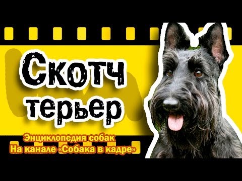 Видео: Скотч терьер (Средние терьеры). Энциклопедия пород собак.