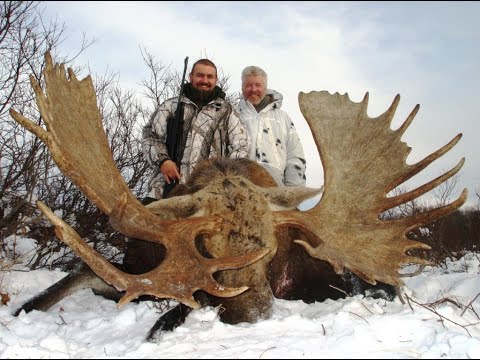 Видео: Chukotka Moose hunting in Kamchatka 2008. Охота на Чукотского лося на Камчатке 2008.