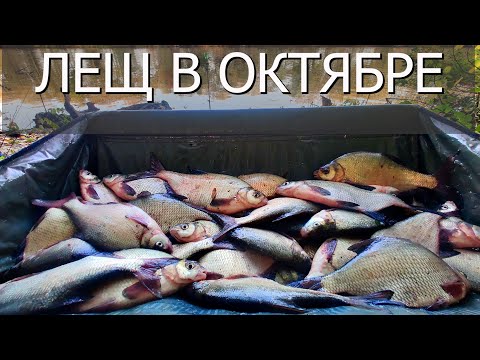 Видео: Ловля леща на реке ДНЕСТР ! Как наловить леща на реке.ЛЕЩ ОСЕНЬЮ. Поклёвка ЛЕЩА !!