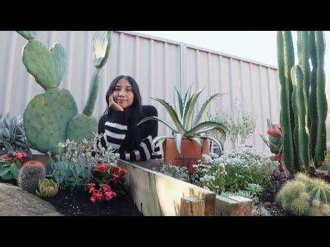 Видео: Новости сада: прогресс в заполнении наших приподнятых клумб с суккулентами 🌵🌸