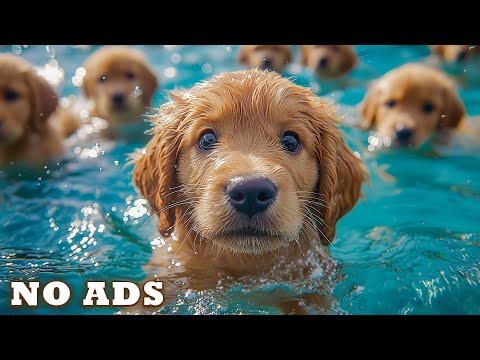 Видео: 12 Часов ТВ для Собак🐶Видео против Разлуки Тревоги для Оставленных Дома Одних Собак🌈Без Рекламы