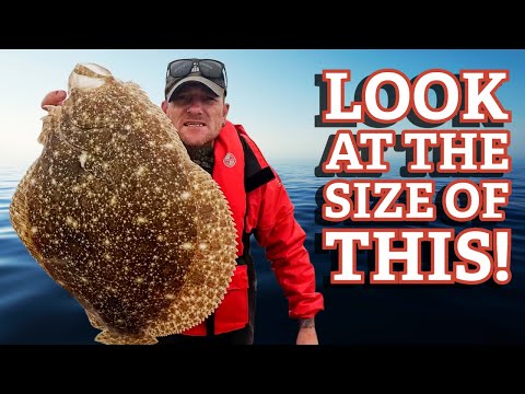 Видео: Ловля тюрбо и бриля в Великобритании: как поймать большую камбалу! — Советы и методы