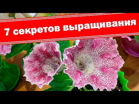 Видео: Глоксинии из семян. Секреты выращивания