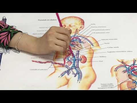 Видео: Кровообращения плода