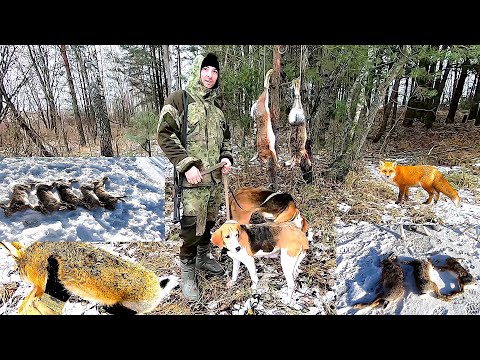 Видео: Открытие охоты на зайца 2025 уже скоро!!! Детка умерла. Видео как память о лучшей охотничьей собаке.