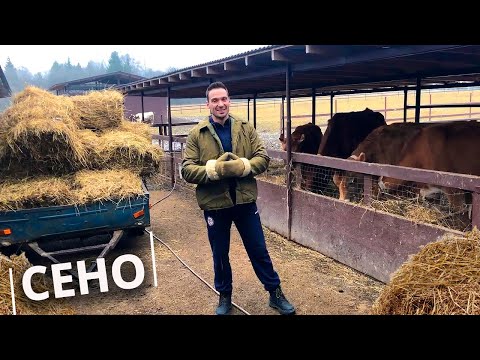 Видео: Чем кормить животных на ферме? | Каким должно быть хорошее сено