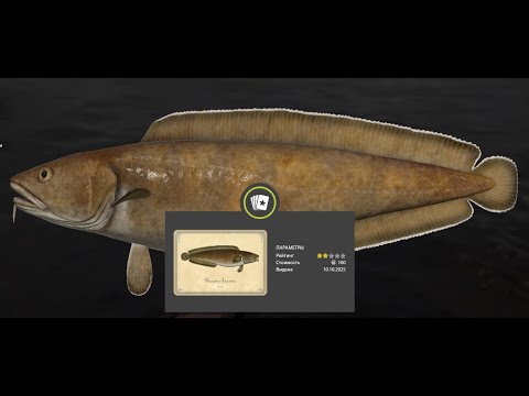 Видео: РР4! ТУР на МОРЕ!!! Аккаунт новичка!!!