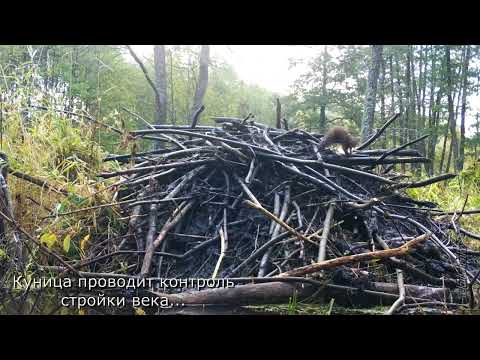 Видео: КАК БОБРЫ СТРОЯТ ХАТКУ часть 1. HOW BEAVERS BUILD A HUT part 1