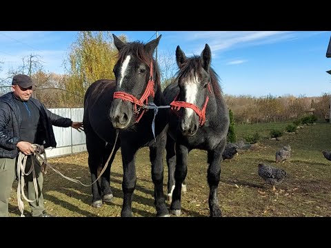 Видео: 🔥PERCHERONKY🔥Дві гарні красуні🥰🌺 на Коломийщині💫💣💯