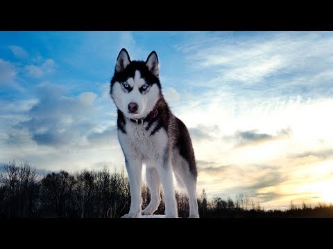 Видео: Хочу собаку. Хаски | Телеканал "Мама"