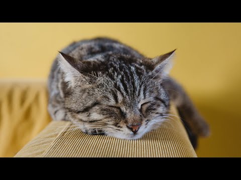 Видео: 10 часов любимой кошачьей музыки 😽🎵 Успокаивающая музыка для чувствительных кошек, расслабляюща...