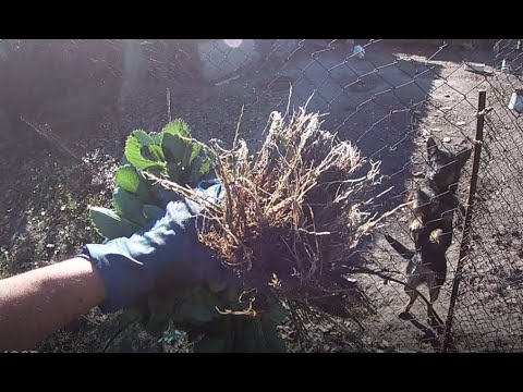 Видео: Продаю полуницю. Флоренс і Квікі. 5.5 грн . (замовити: Вайбер 095 444 71 69)