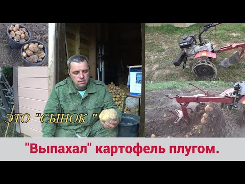 Видео: КОПАЮ (ВЫПАХИВАЮ) КАРТОФЕЛЬ ПЛУГОМ. 2022 ГОД. СЫНОК ВЫРОС. МОТОБЛОК УГРА И ПЛУГ ПЦ-1-18