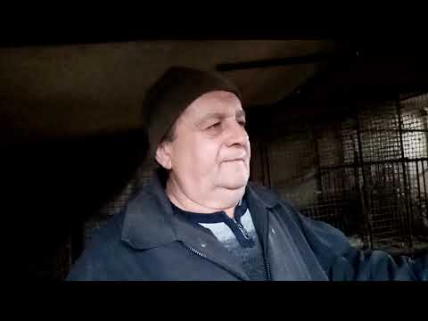 Видео: определение половой охоты у взрослых самок | почему родившие самки дерутся в семье