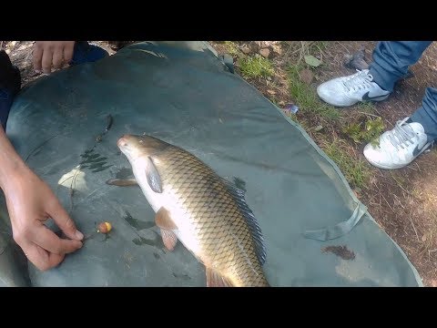 Видео: Ловля карпа в Ленинградской области. 16.08.2017