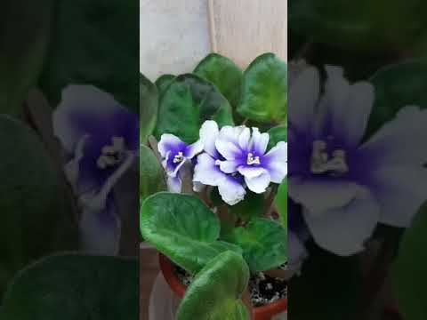 Видео: Великолепные фиалки на фитильном поливе от моей тётушки))) #violet #flowers #garden