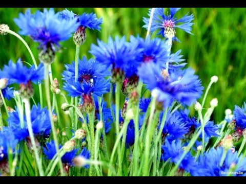 Видео: 3 июля День Независимости РБ РОЛИК  2022