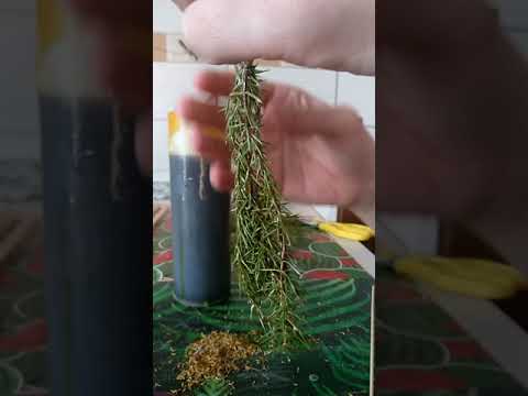 Видео: Маканые свечи на можевельнике и доннике