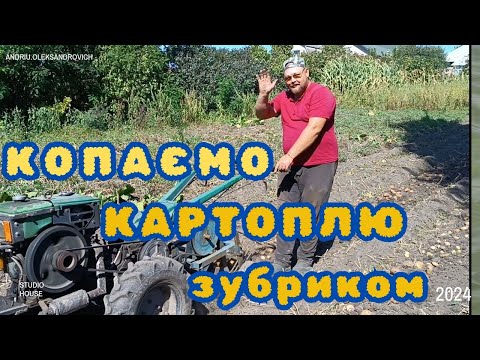 Видео: "Простий спосіб копання картоплі мотоблоком Зубр"