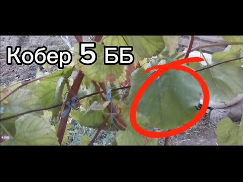 Видео: Кобер 5 ББ тел:90 337 67 54