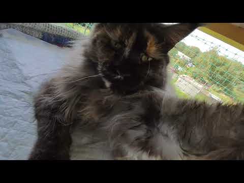 Видео: 27.07.25. Кошка- модель