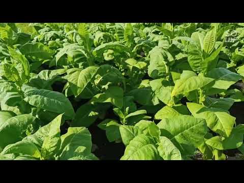Видео: Обзор табака, ответ некоторым комментаторам.