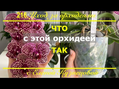 Видео: СТРАШНО КРАСИВАЯ! Почему орхидее срочно нужен новый горшок?!