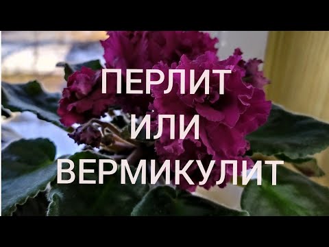 Видео: ФИАЛКИ. ПЕРЛИТ ИЛИ ВЕРМИКУЛИТ? ГРУНТ ДЛЯ ФИАЛОК.
