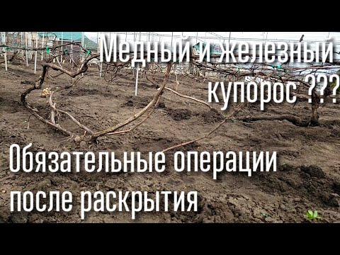 Видео: ОБЯЗАТЕЛЬНО СДЕЛАЙТЕ ЭТО СРАЗУ ПОСЛЕ РАСКРЫТИЯ. СУХАЯ ПОДВЯЗКА ВИНОГРАДА, ПЕРВЫЕ ОБРАБОТКИ