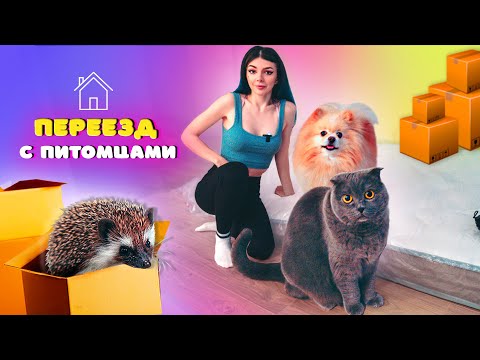 Видео: ПЕРЕЕЗД с ПИТОМЦАМИ | ОДИН ДЕНЬ в НОВОЙ КВАРТИРЕ