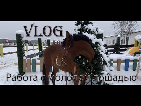 Видео: VLOG. Работа с молодой лошадью : разминка и верхом.