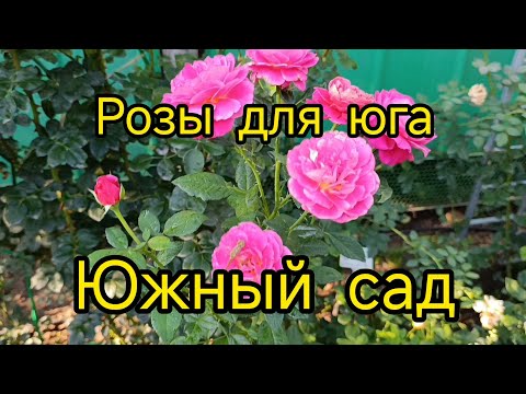 Видео: Южный сад 17.08. 2025 розы которые хорошо держат жару