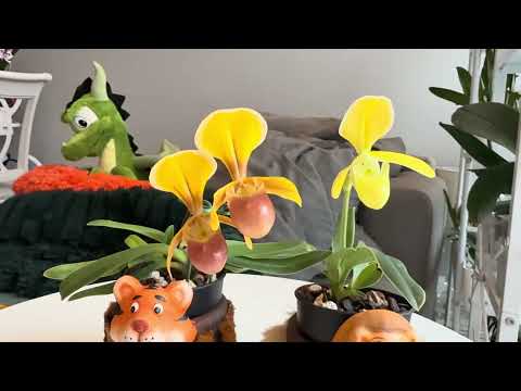 Видео: Миниатюрный Paphiopedilum helenae#orchid #plants #цветущиеорхидеи #flowers #paphiopedilums #nature 