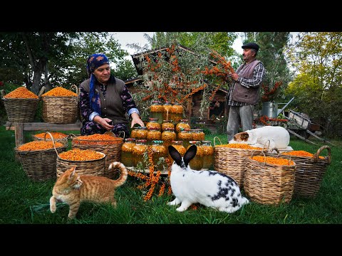 Видео: 🍊 Сбор и Консервация  Облепихи