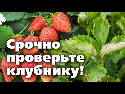 Видео: Мучнистая роса на клубнике.  Как определить болезнь и как вылечить