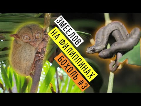Видео: Ловим ЗМЕЙ и ЯЩЕРИЦ на Филиппинах Часть 3 / Snake hunting on Philippines Part 3 / Змеелов - ученый
